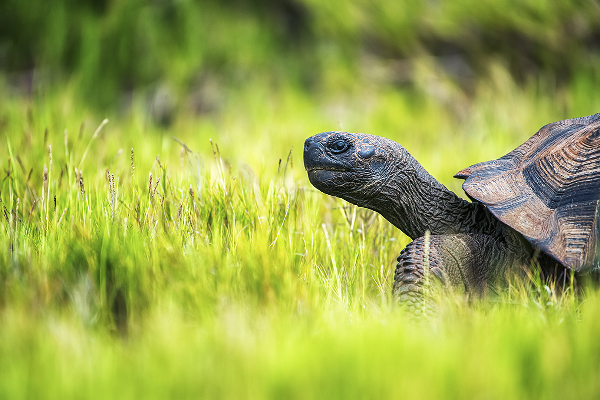 Close up profile of a tortoise walking through green grass, symbolizing patience, longevity, and steady growth.