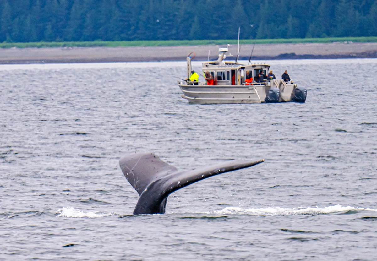 Whale watching boat observing a humpback whale tail in open water with forested shoreline in background.
